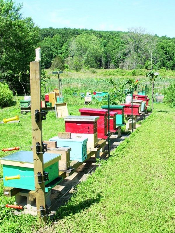 2023 Bee and Classes Warm Colors Apiary